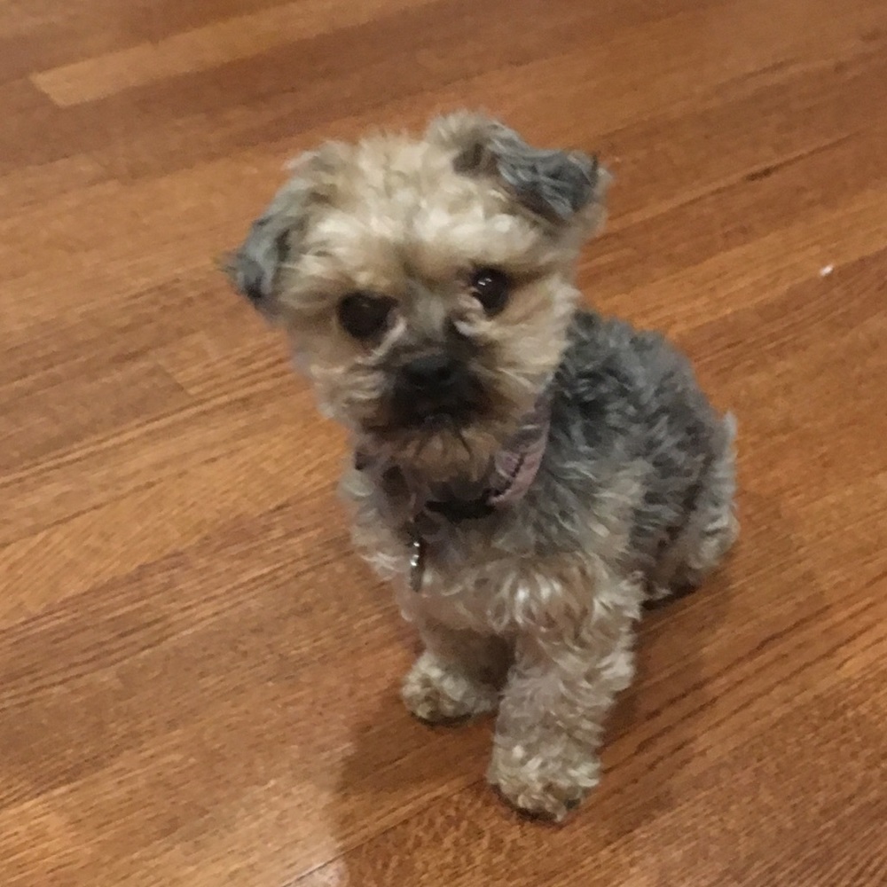 Meet your Posher, Audrey
